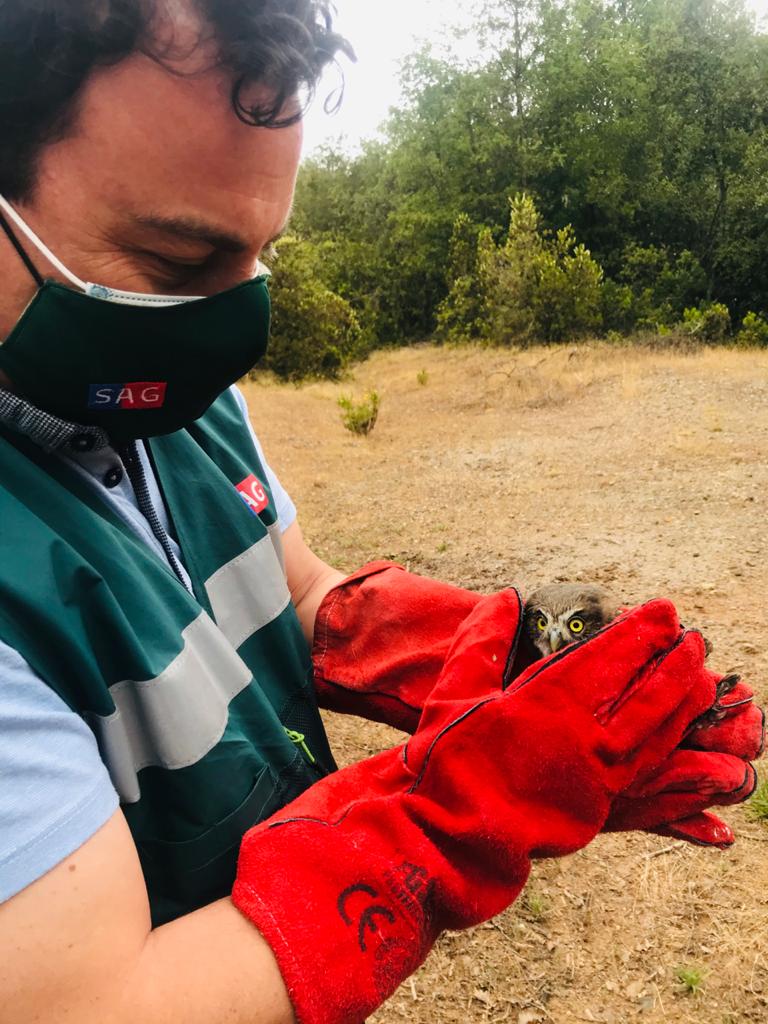 Video Liberan Chunchos Tiuques Y Una Lechuza Rehabilitados En Casa Noe Mundo Animal De Linares Villalegre Grafico